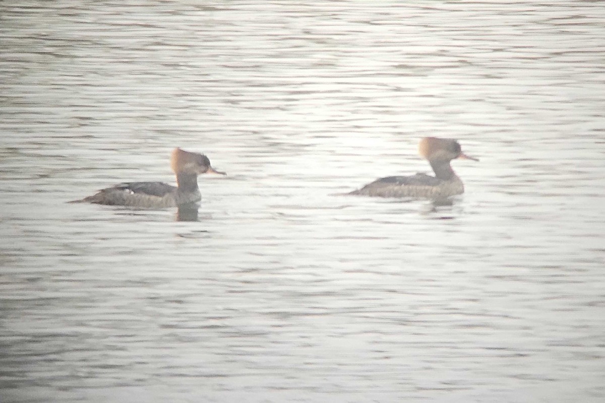 Hooded Merganser - ML646500130