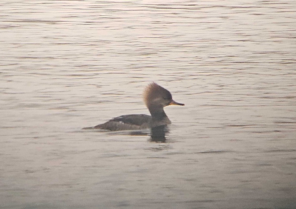 Hooded Merganser - ML646500131