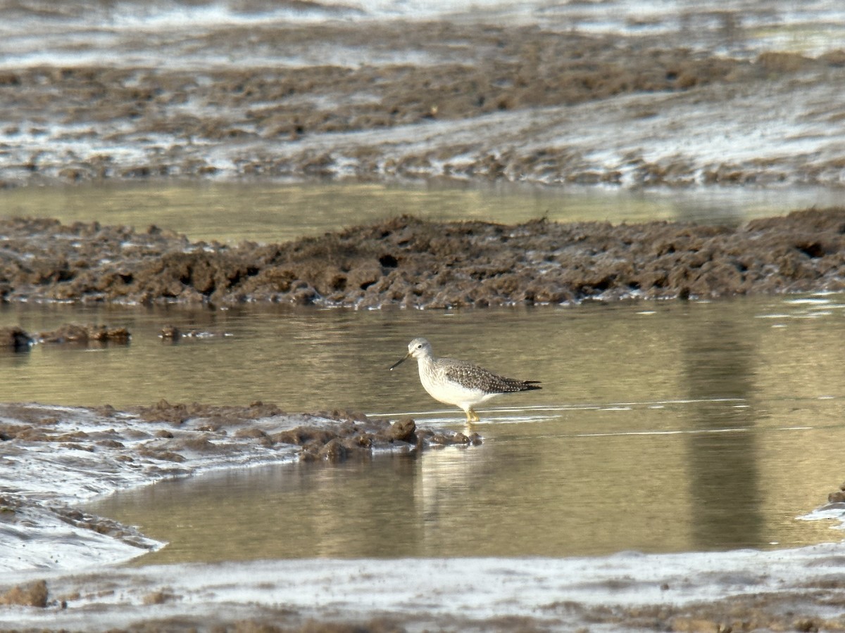 Greater Yellowlegs - ML646500132