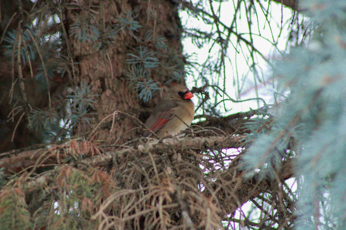 Northern Cardinal - ML646500133