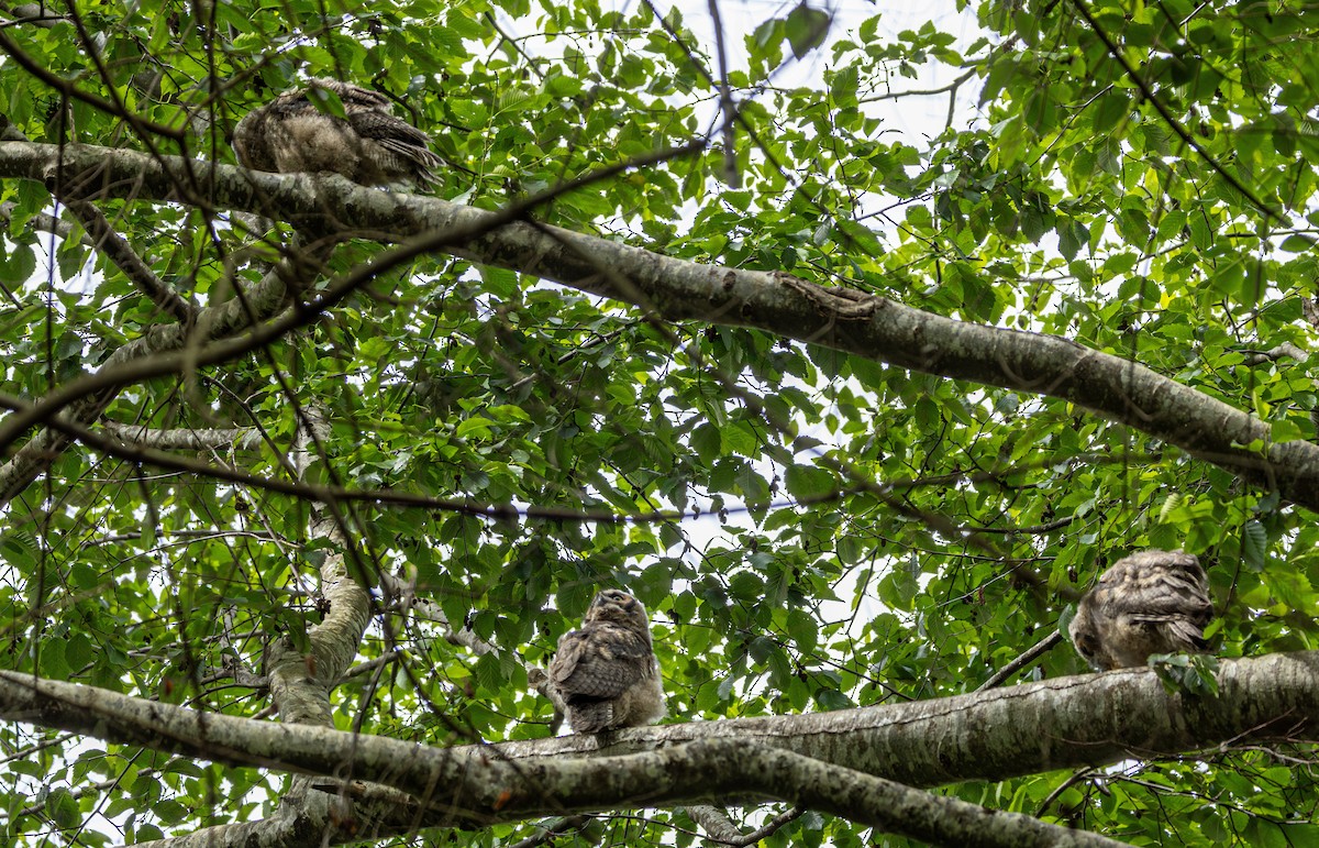 Great Horned Owl - ML646500135