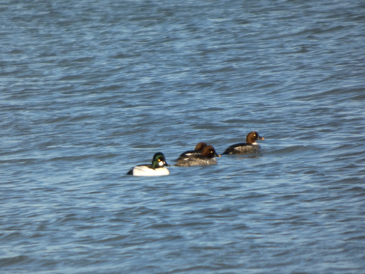 Common Goldeneye - ML646500136