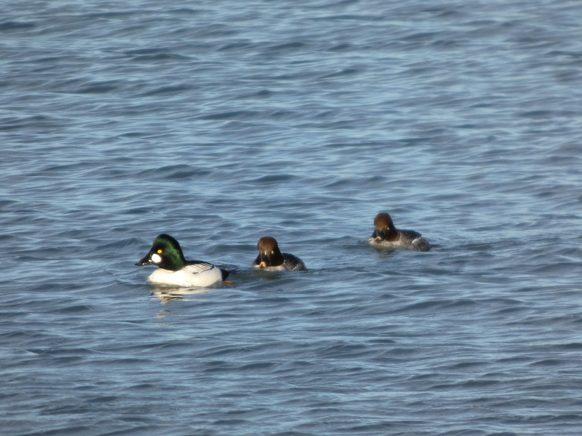 Common Goldeneye - ML646500137