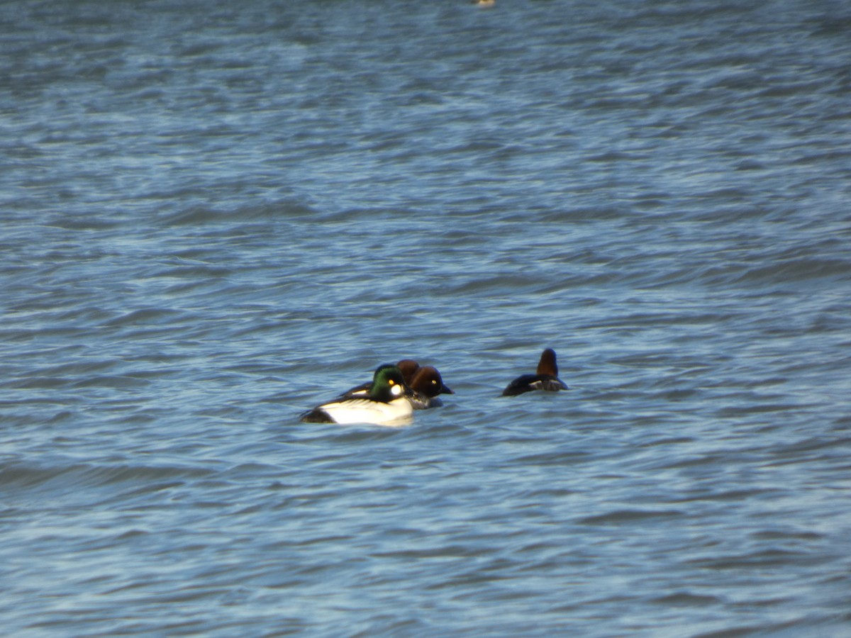 Common Goldeneye - ML646500138
