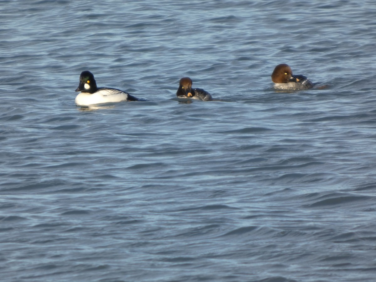 Common Goldeneye - ML646500139