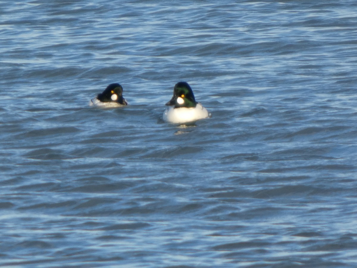 Common Goldeneye - ML646500140