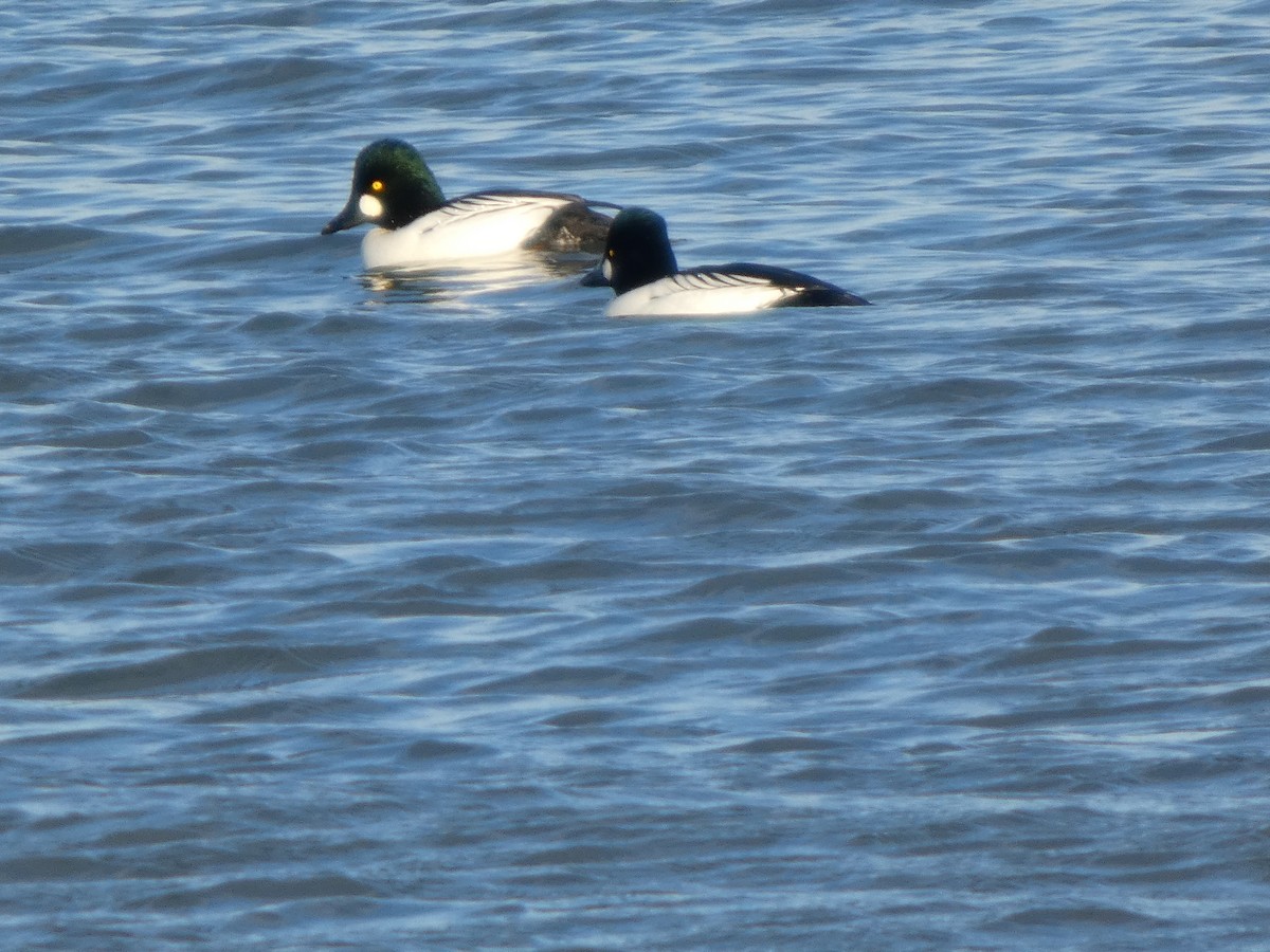 Common Goldeneye - ML646500141