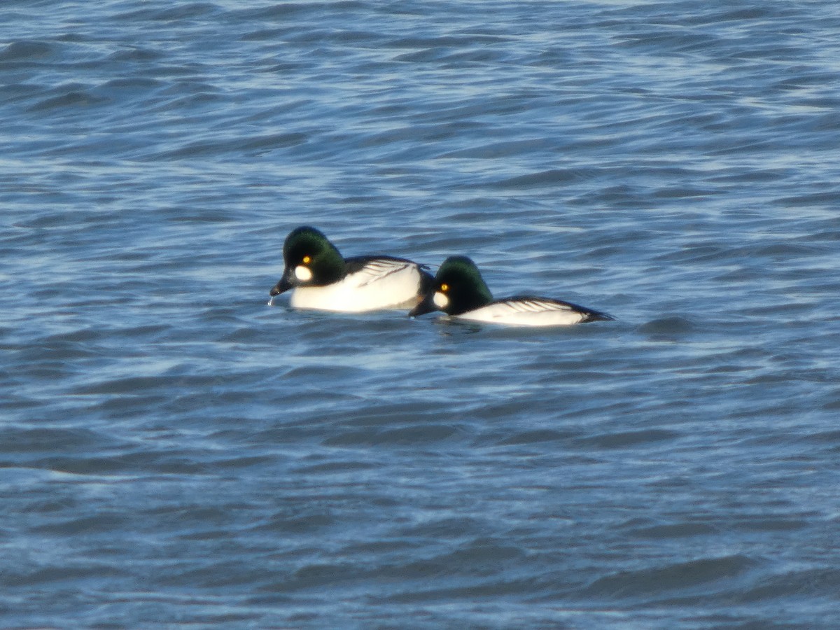 Common Goldeneye - ML646500142