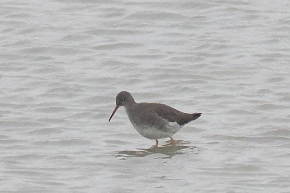 Common Redshank - ML646500144