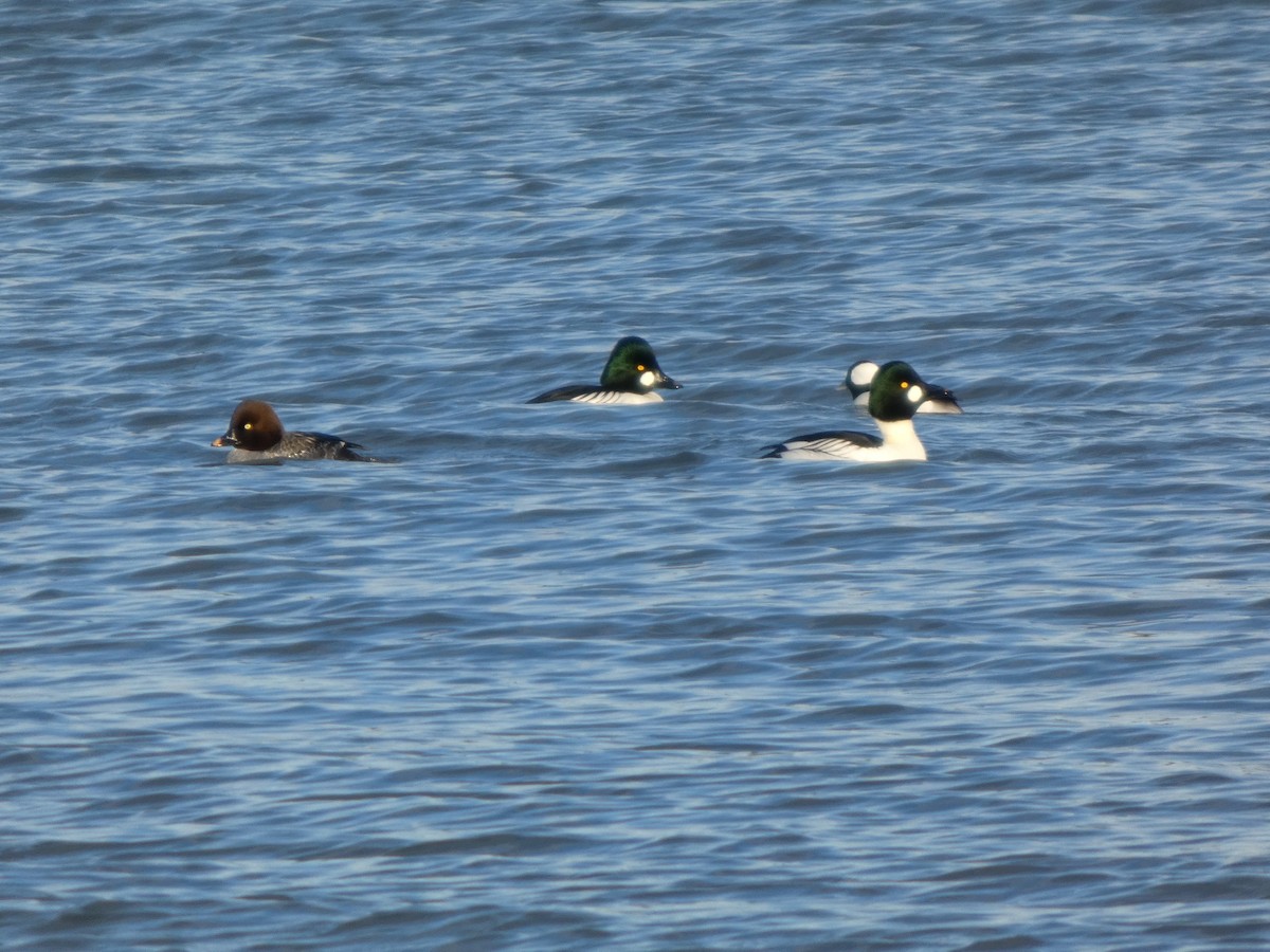 Common Goldeneye - ML646500145