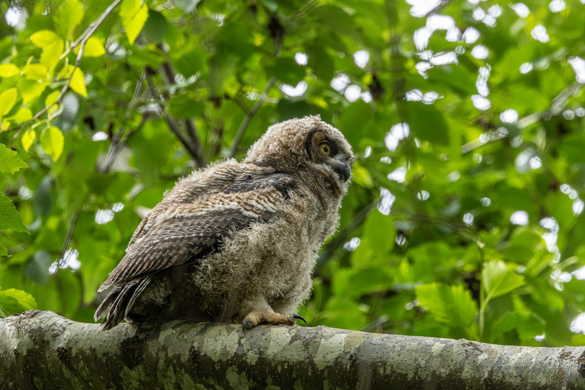 Great Horned Owl - ML646500150
