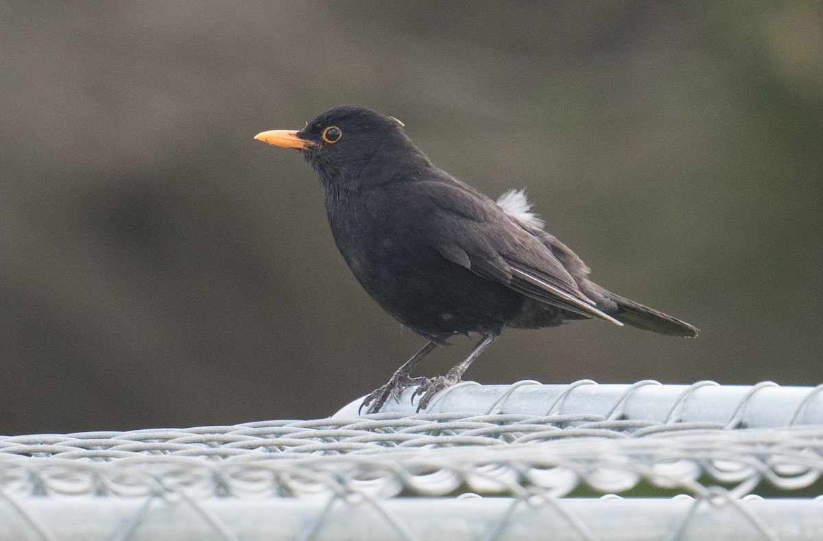 Eurasian Blackbird - ML646500151
