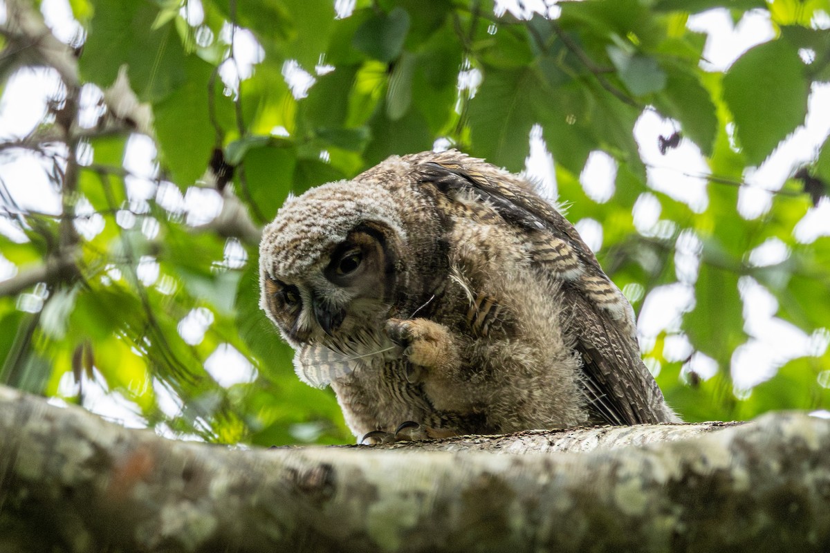 Great Horned Owl - ML646500153