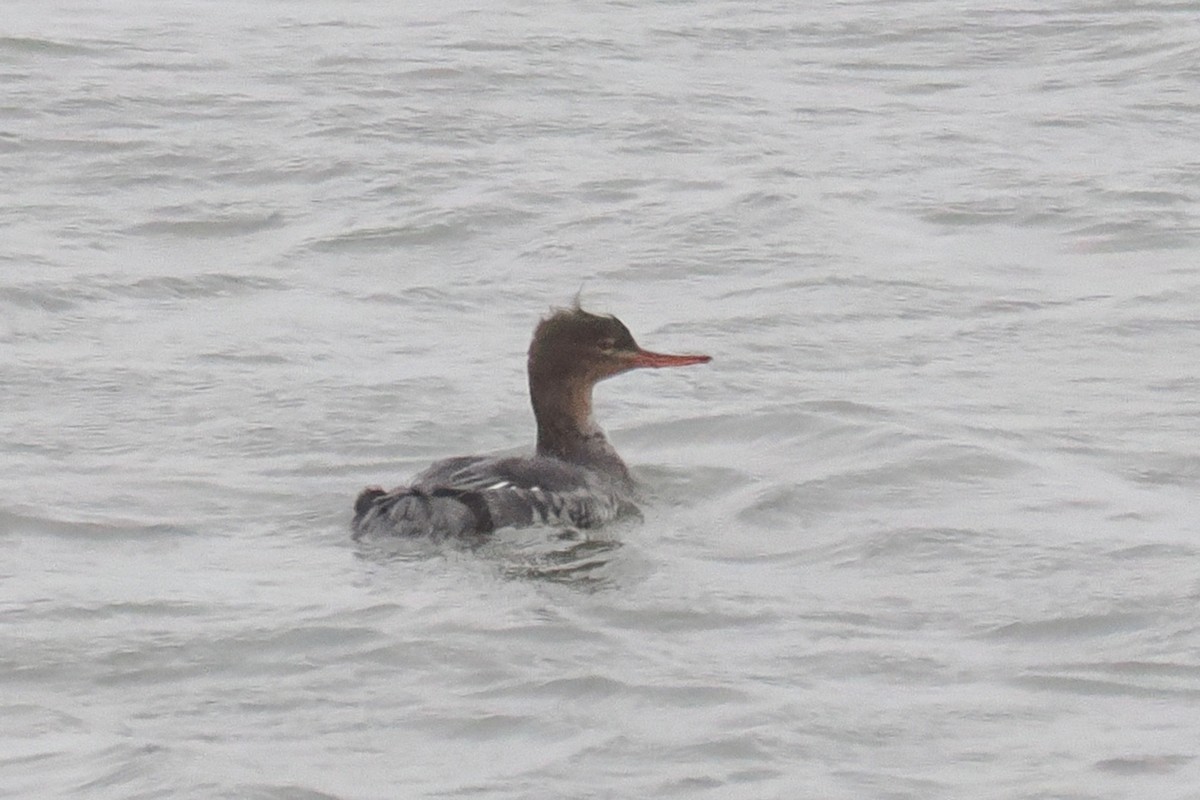 Red-breasted Merganser - ML646500156