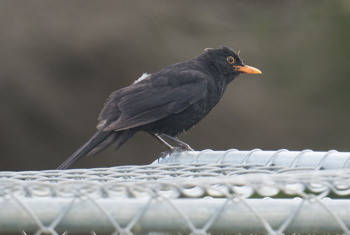Eurasian Blackbird - ML646500157