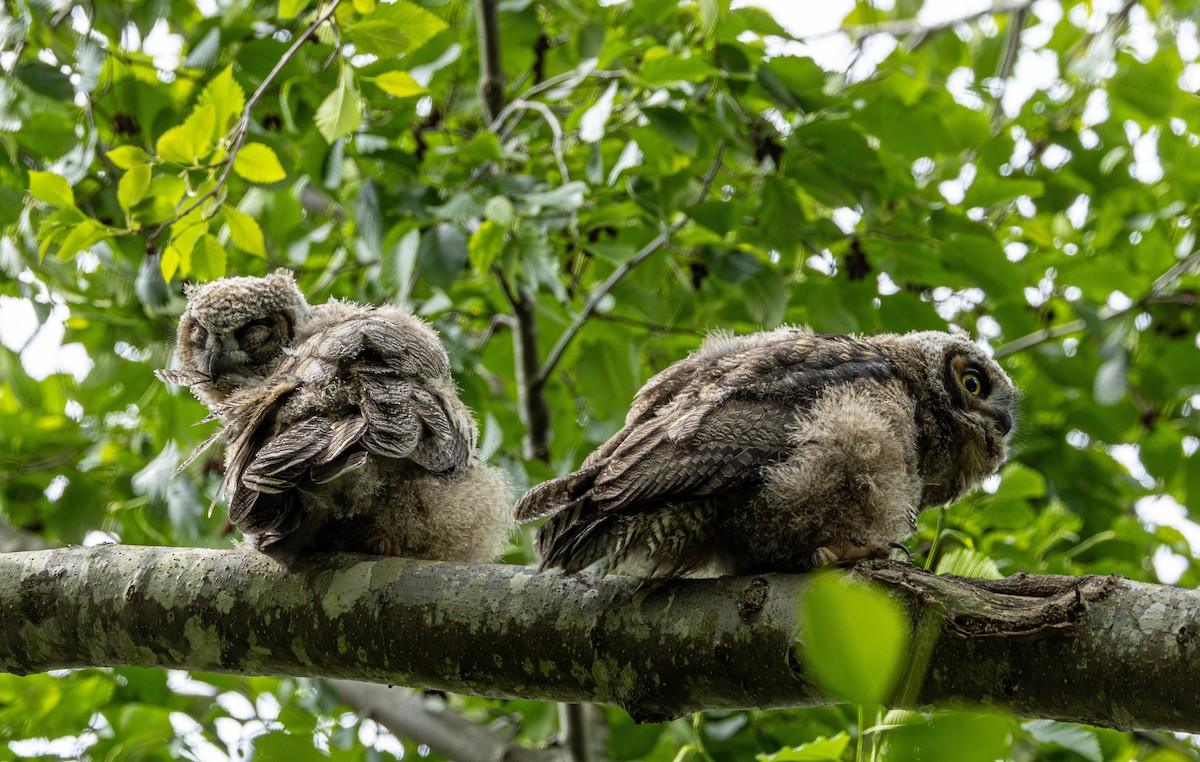 Great Horned Owl - ML646500164