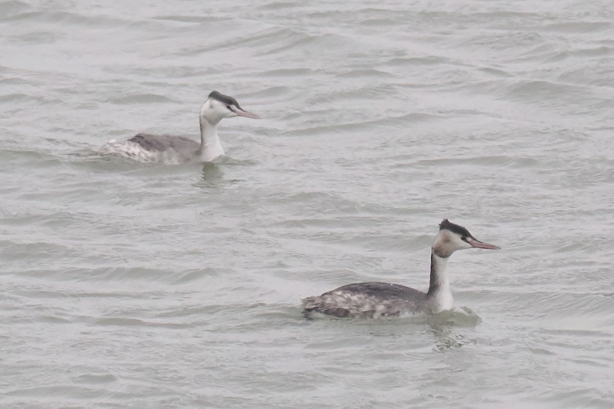 toppdykker - ML646500167