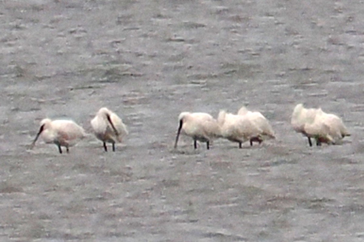 skjestork - ML646500169