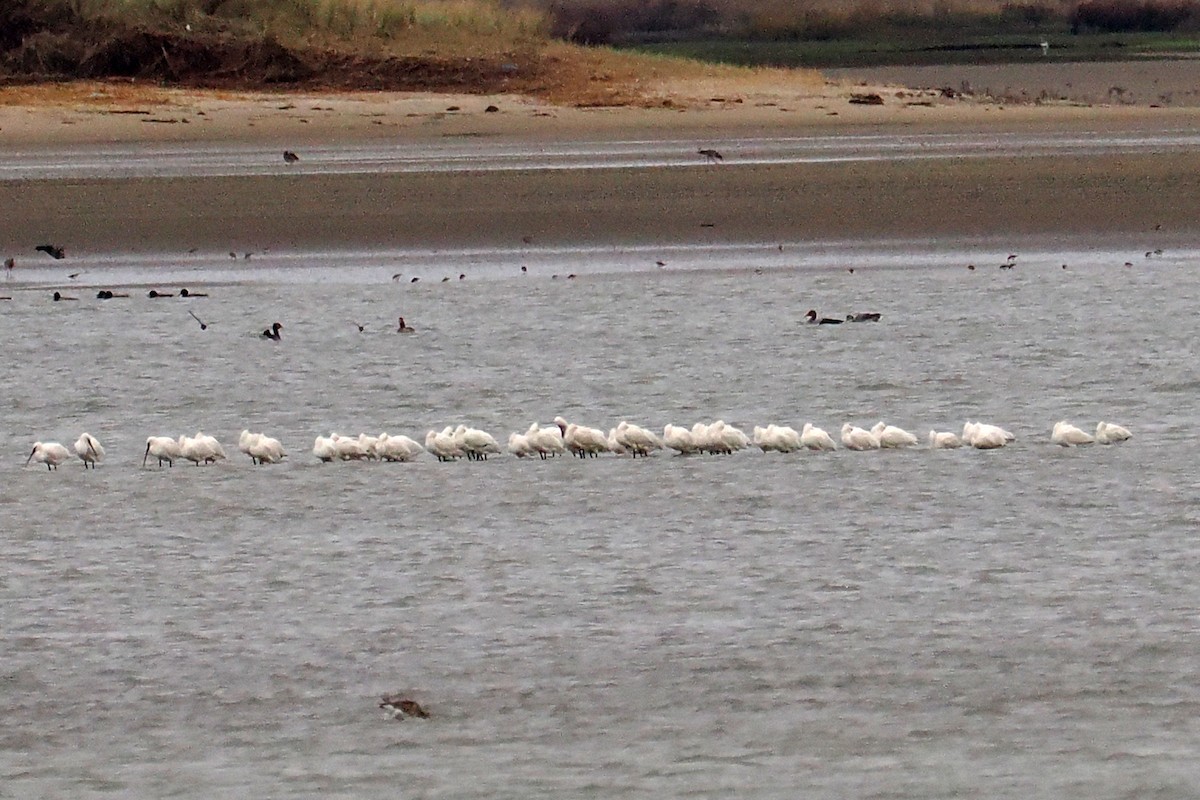 skjestork - ML646500170