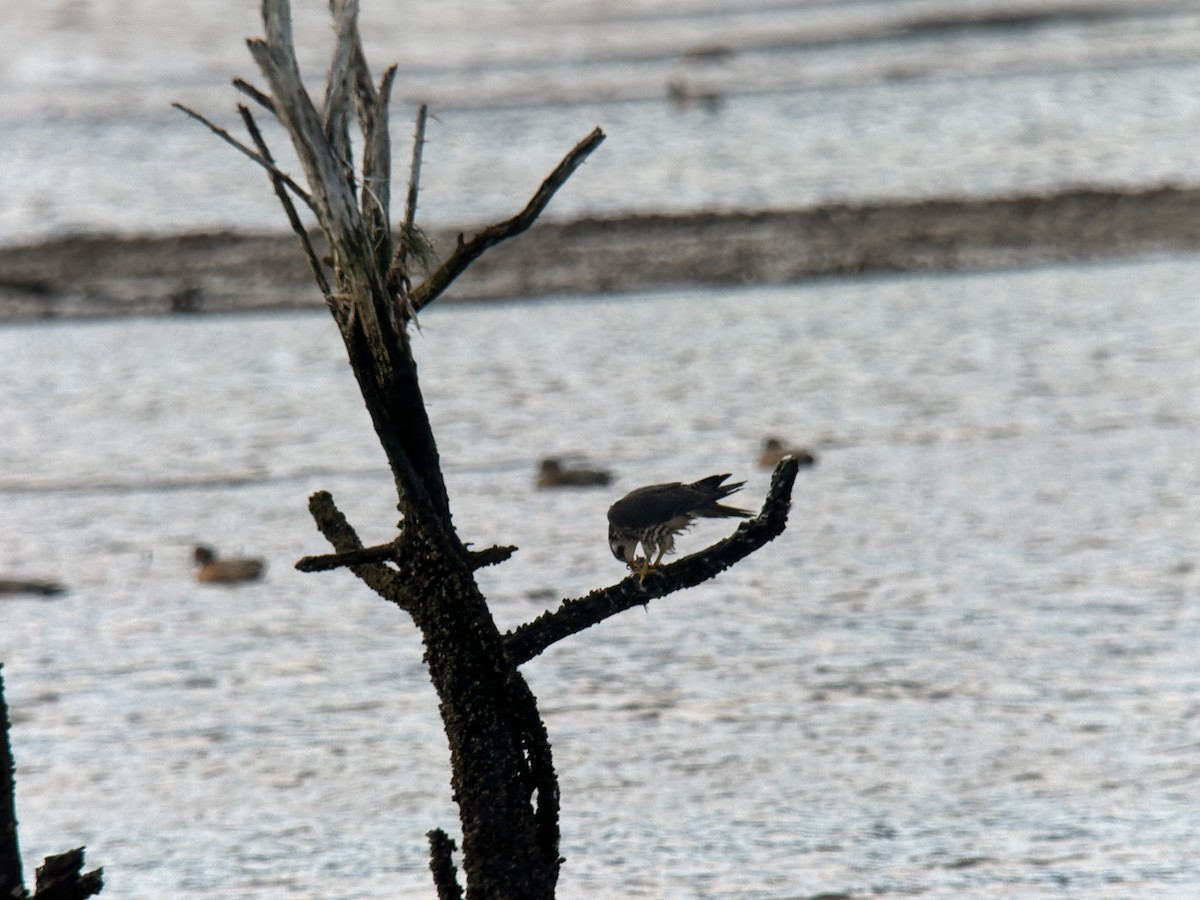 Peregrine Falcon - ML646500171