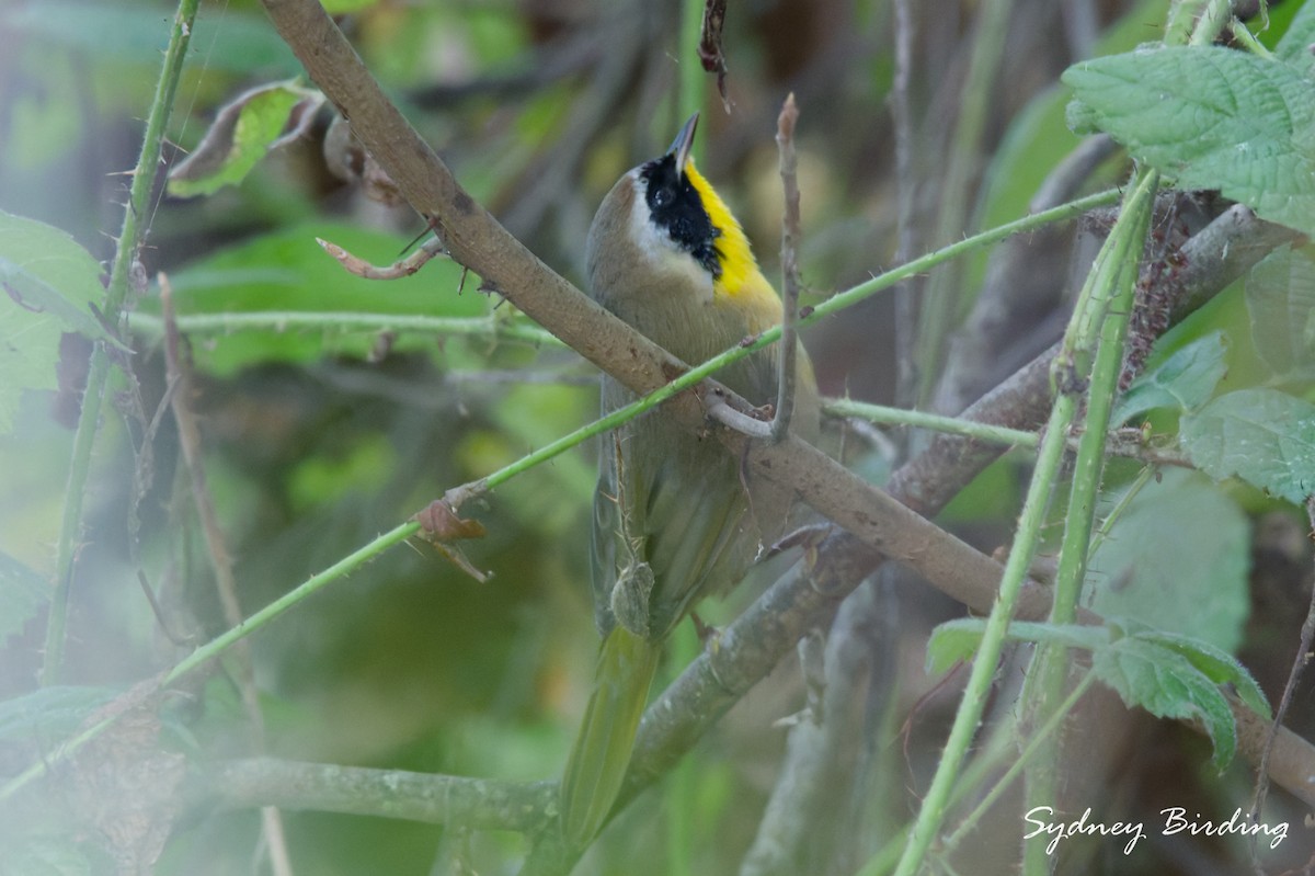 Common Yellowthroat - ML646500173