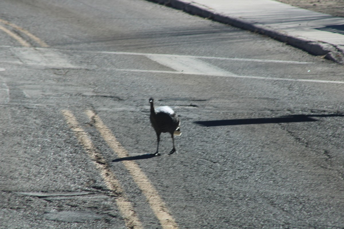 Індик великий - ML646500174