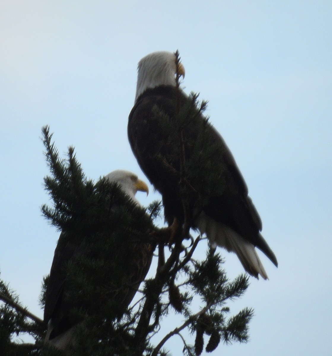 Pygargue à tête blanche - ML646500176