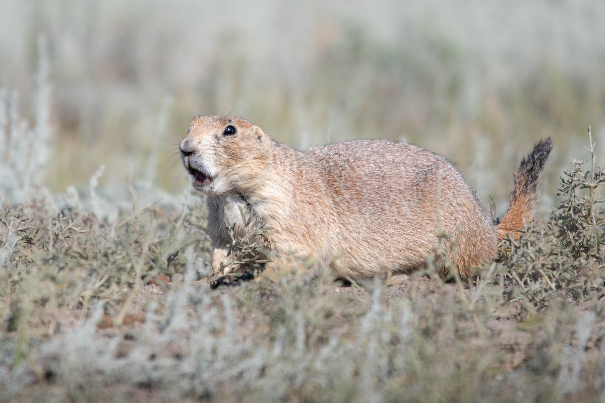 Schwarzschwanz-Präriehund - ML646500177