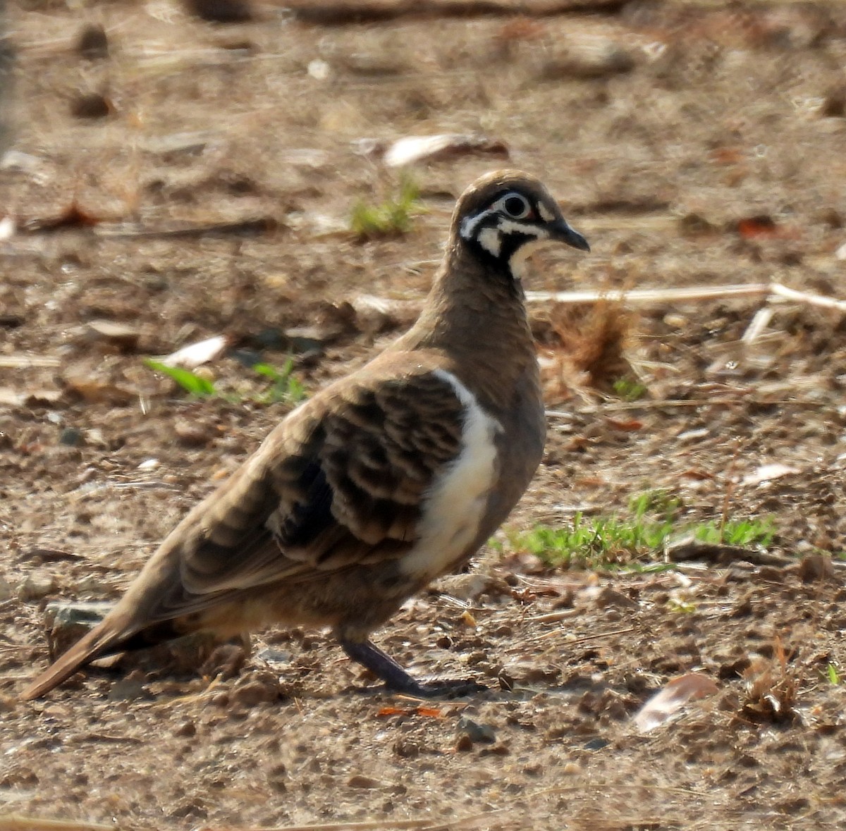 Squatter Pigeon - ML646500178