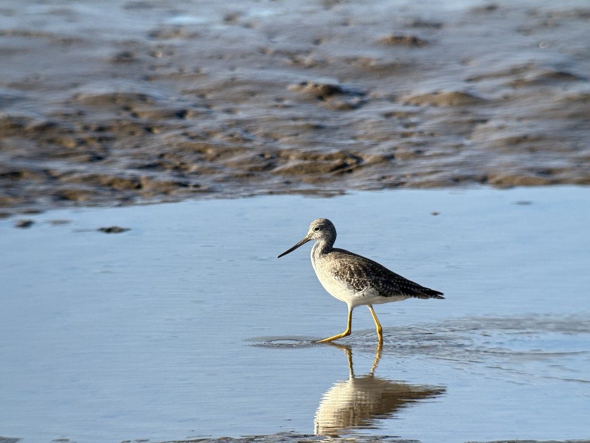 Greater Yellowlegs - ML646500180