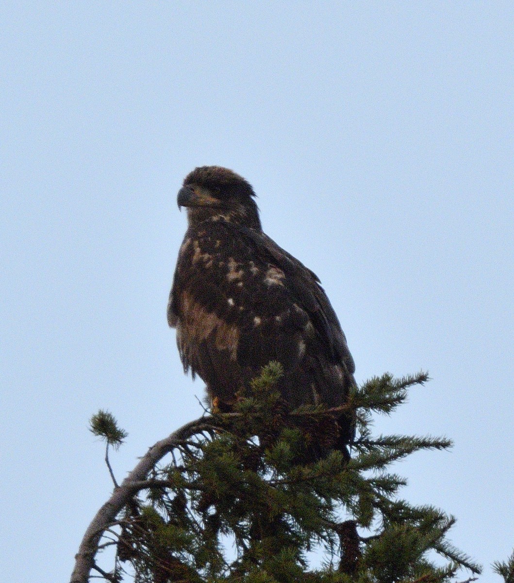 Pygargue à tête blanche - ML646500181