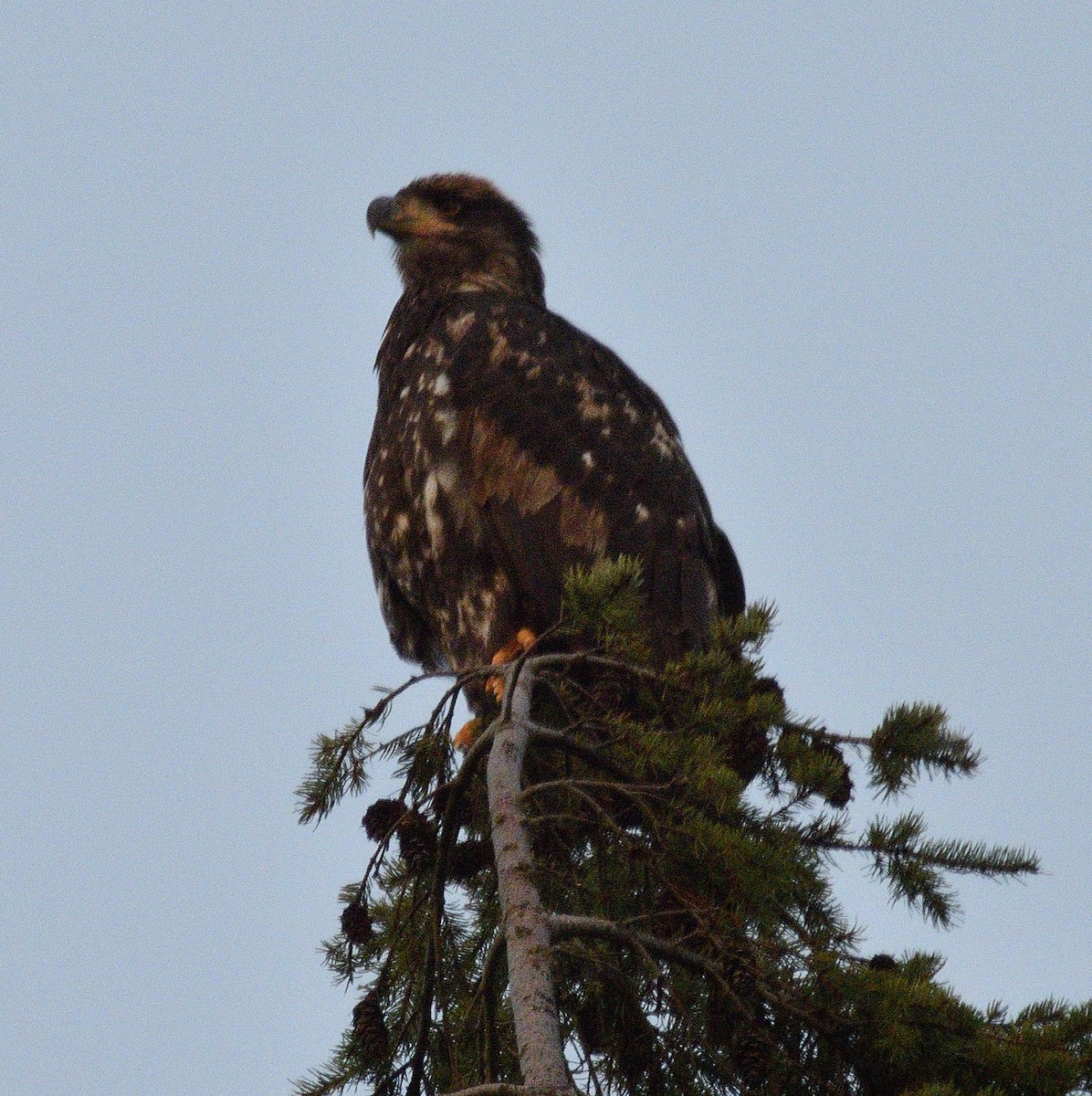 Pygargue à tête blanche - ML646500182