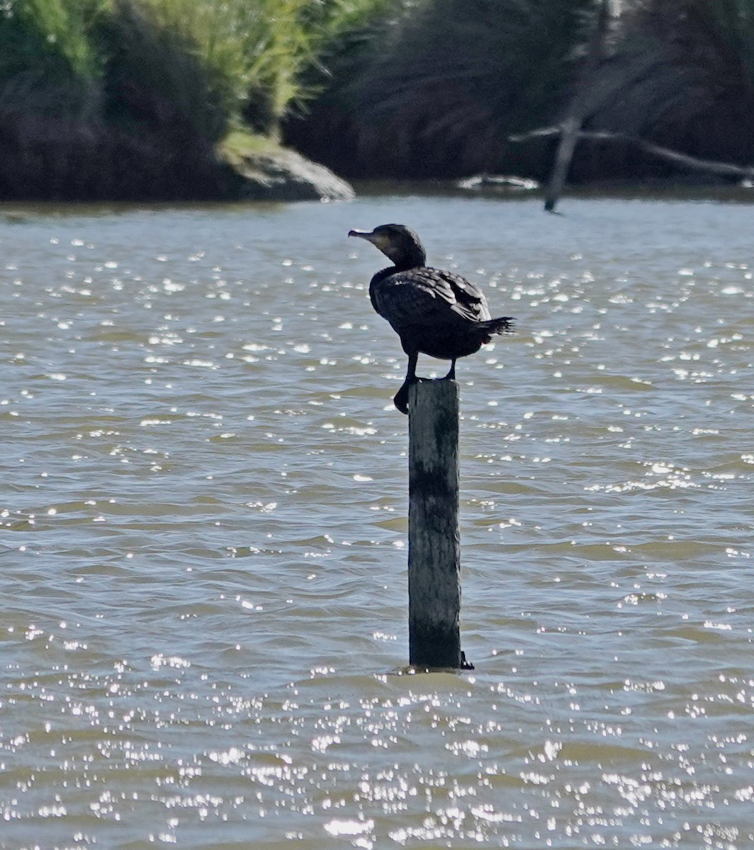 カワウ - ML646500183