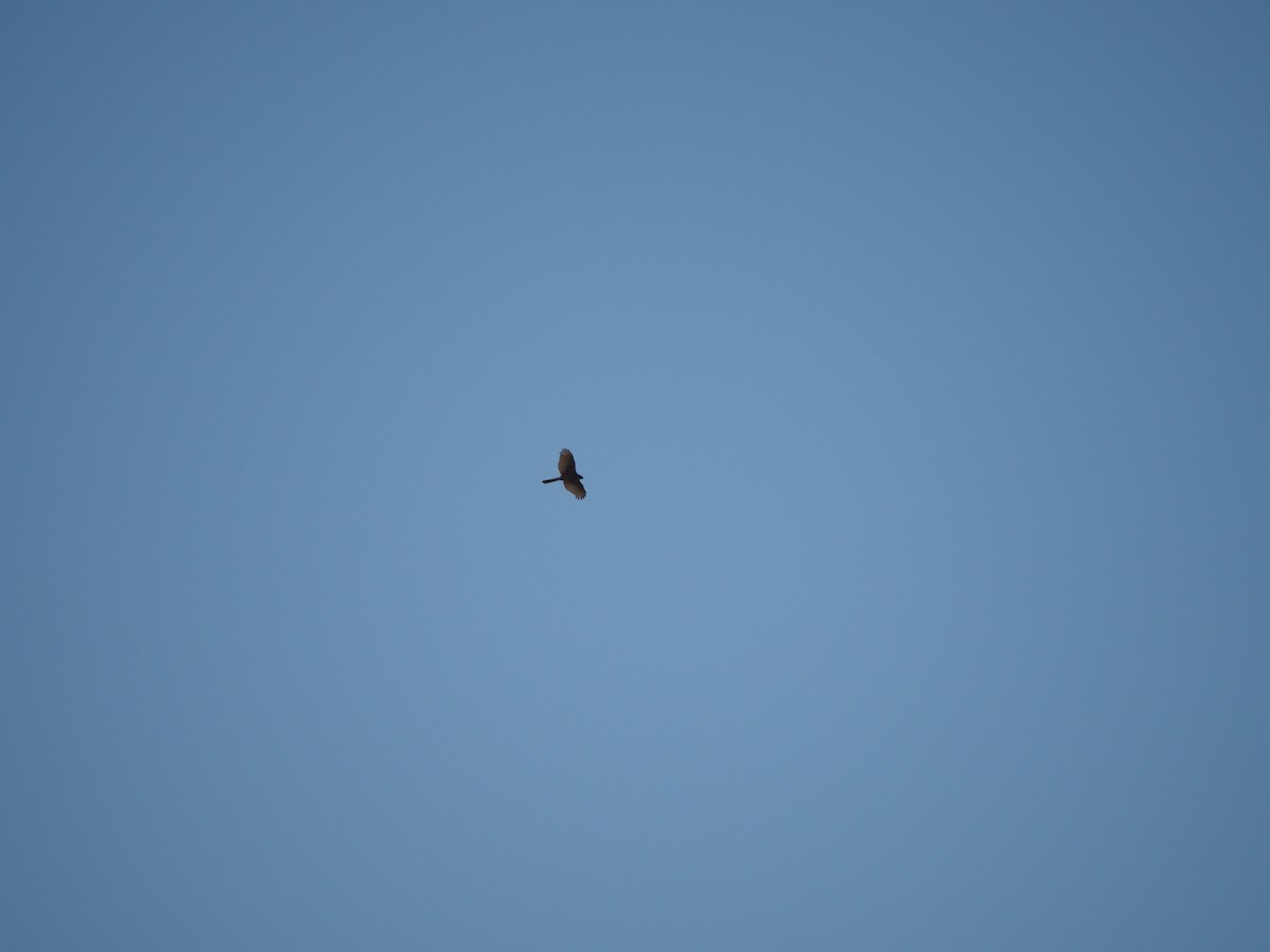 Яструб малий - ML646500184