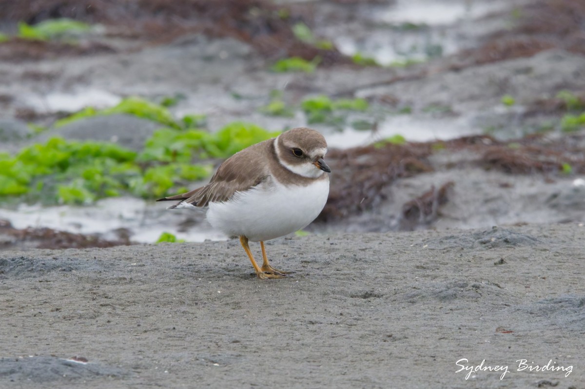 Semipalmated Plover - ML646500185