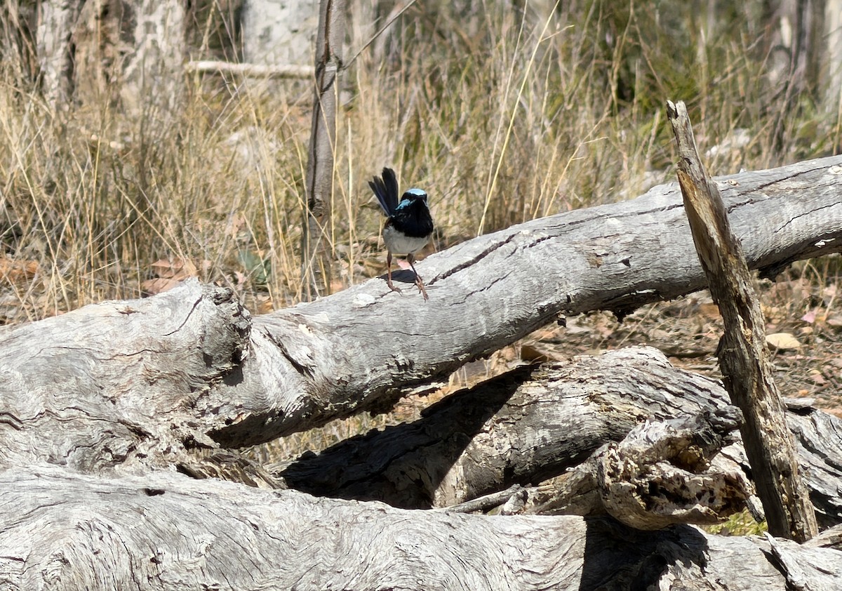 Superb Fairywren - ML646500186