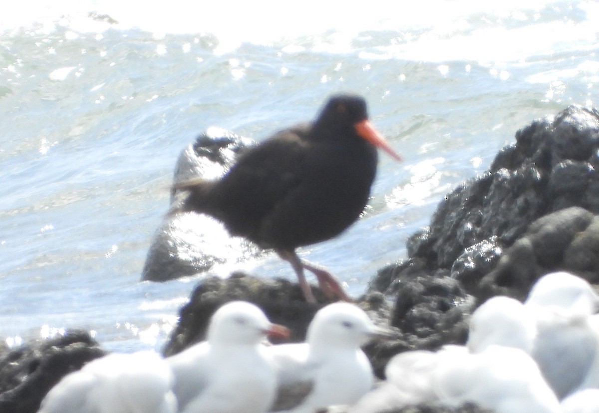 Sooty Oystercatcher - ML646500192