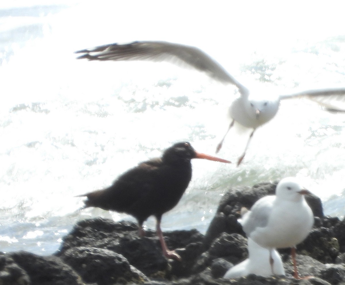 Sooty Oystercatcher - ML646500193