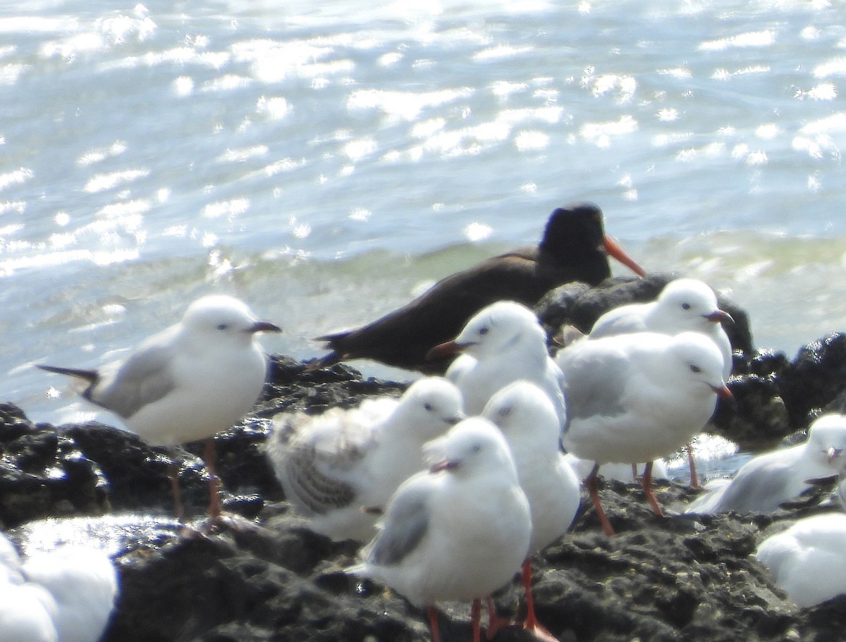 Sooty Oystercatcher - ML646500194