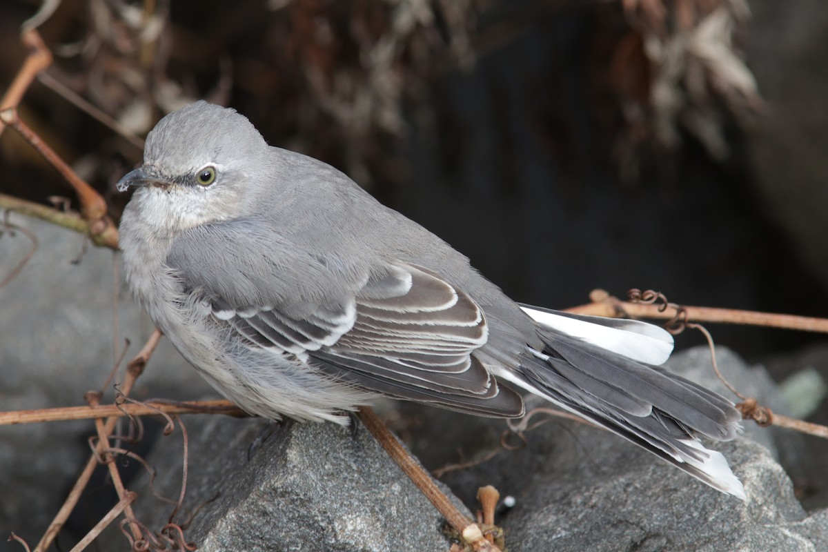 drozdec mnohohlasý - ML646500198