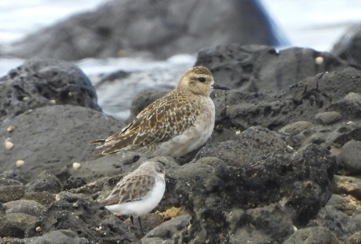 Pacific Golden-Plover - ML646500200
