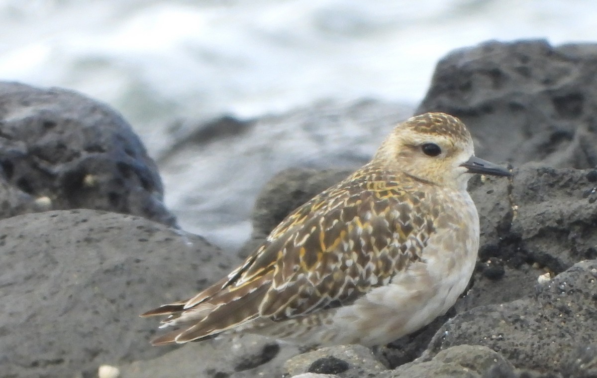 Pacific Golden-Plover - ML646500201