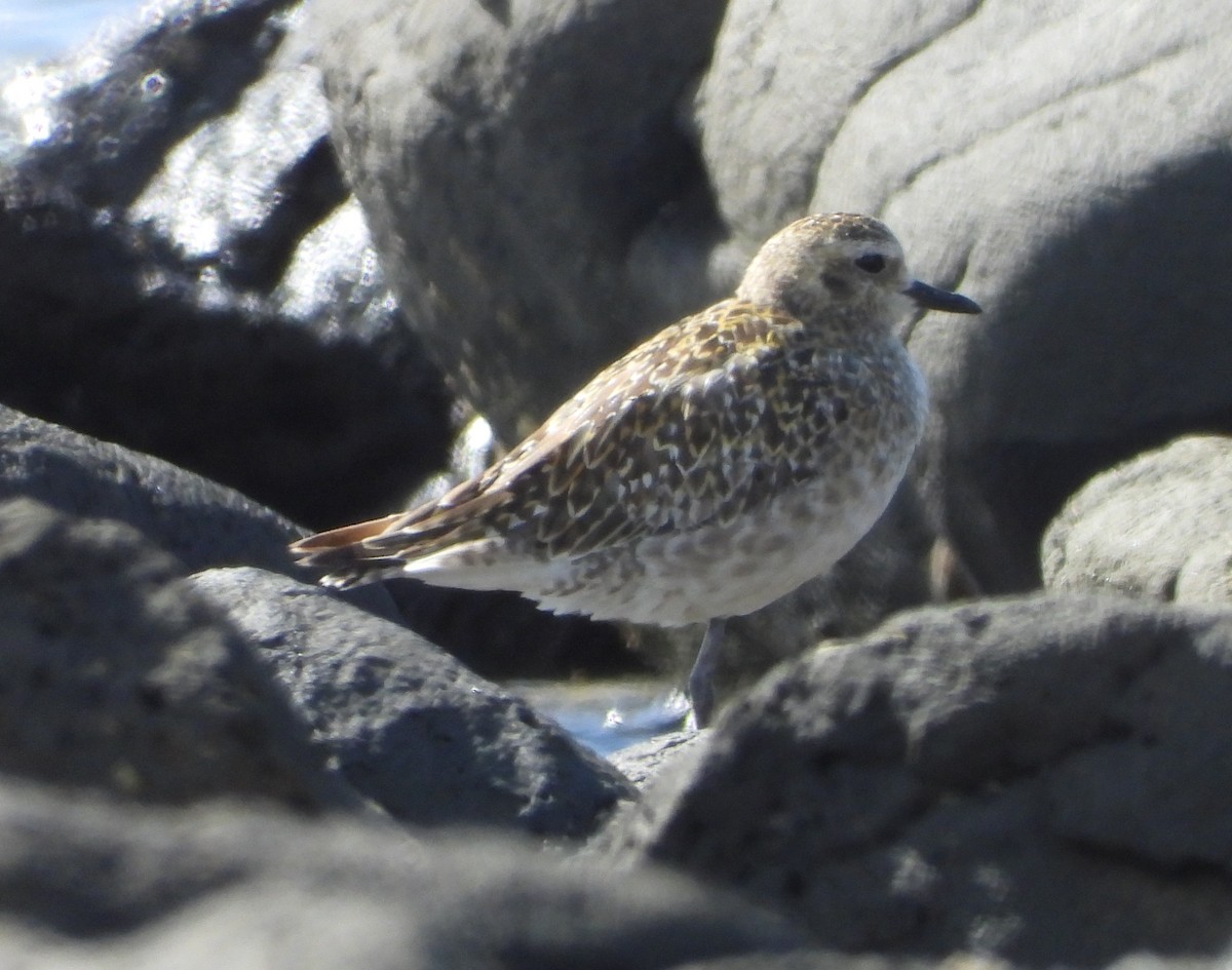 Pacific Golden-Plover - ML646500202