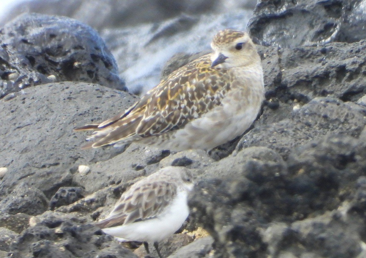 Pacific Golden-Plover - ML646500203