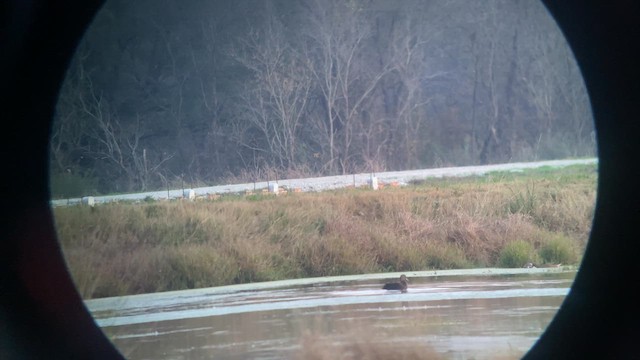 American Black Duck - ML646500204