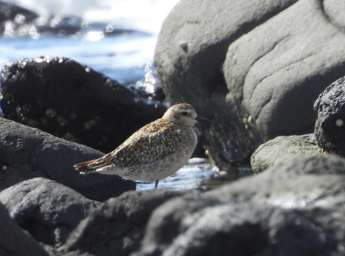 Pacific Golden-Plover - ML646500205