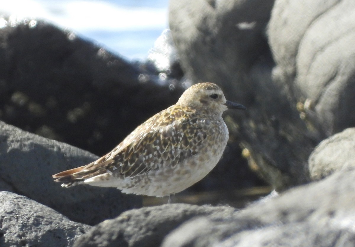 Pacific Golden-Plover - ML646500206