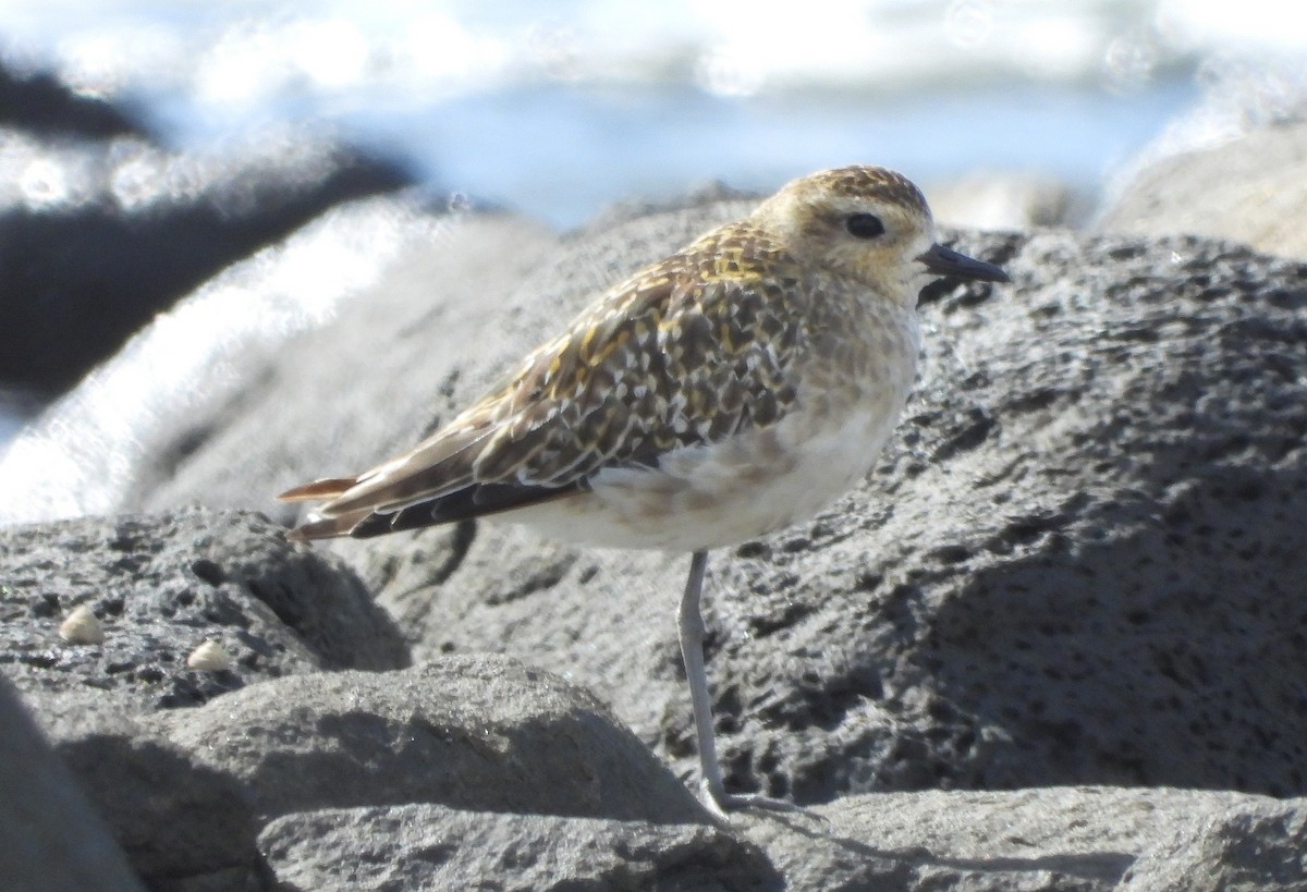 Pacific Golden-Plover - ML646500207