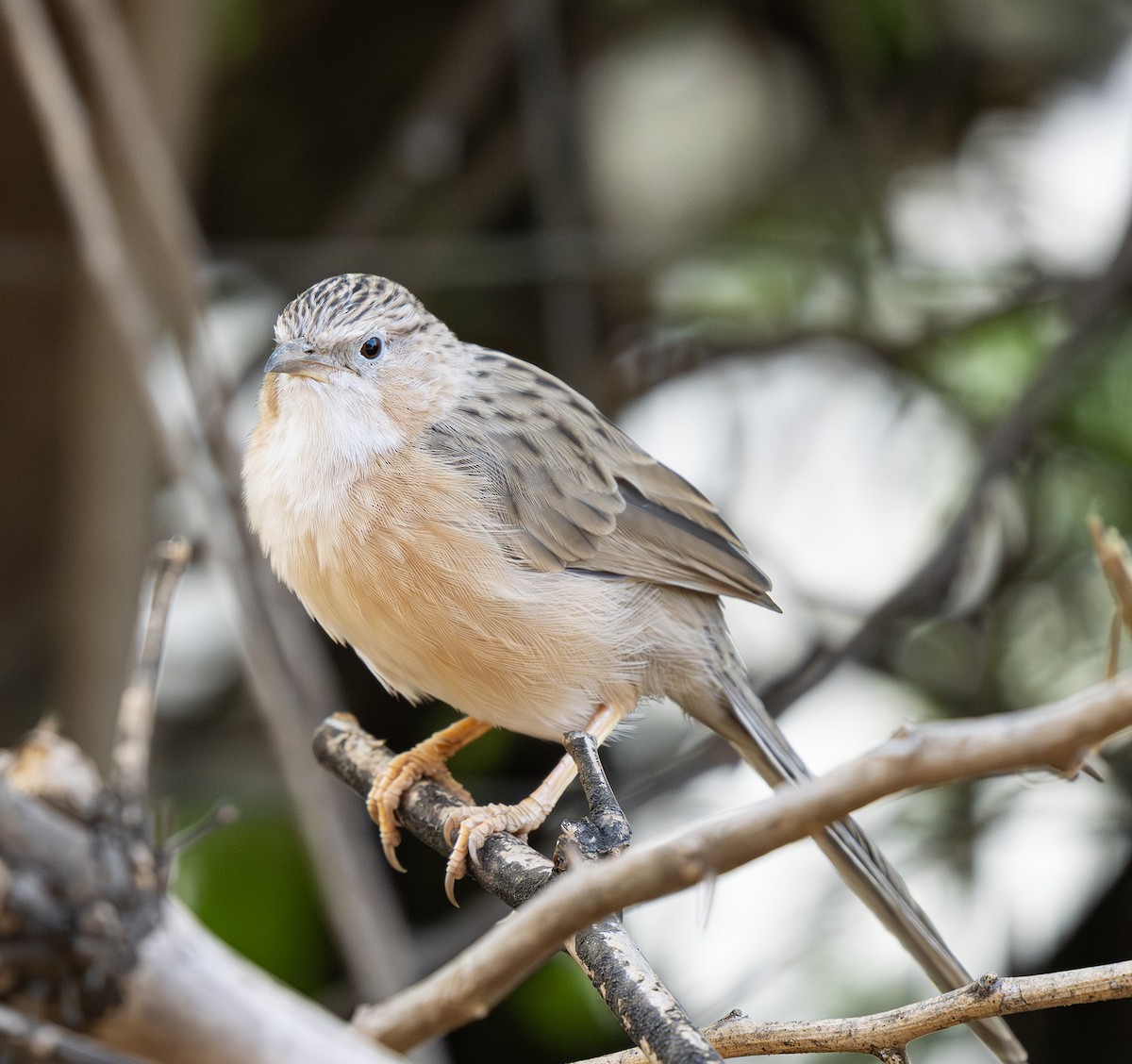 Common Babbler - ML646500208