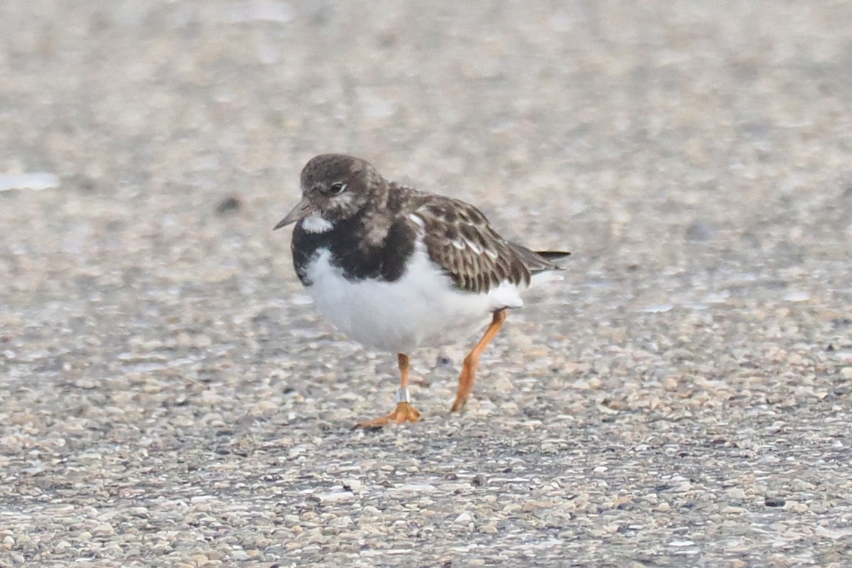 steinvender - ML646500213